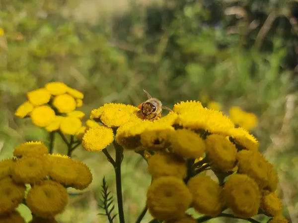 Желтые Цветы Пчелой Зеленом Саду — стоковое фото