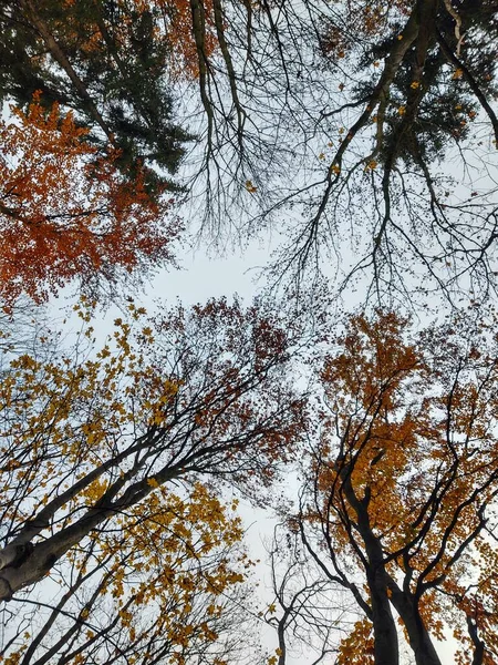 Belle Forêt Montagne Avec Des Arbres Colorés Saison Automne — Photo