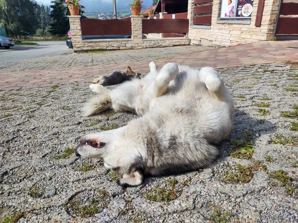 Zwei Hunde Liegen Auf Gehweg — Stockfoto