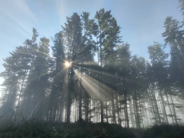 Bellissimo Paesaggio Con Una Foresta Montagna Sullo Sfondo Della Natura — Foto Stock