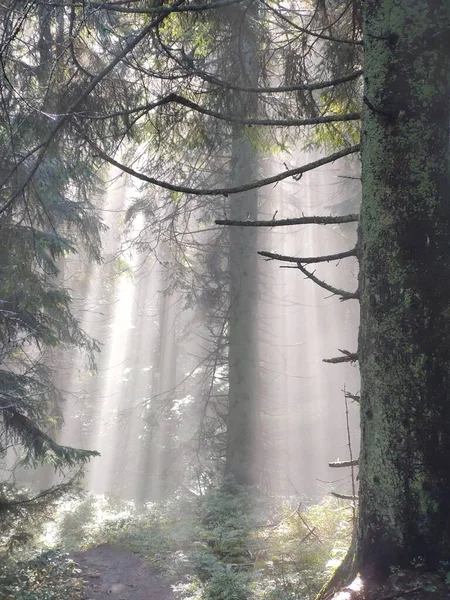 Belle Forêt Matin Sur Fond Nature — Photo
