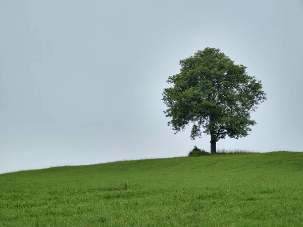 Green Field Lonely Tree — Stock Photo, Image