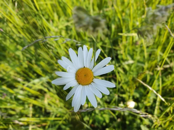 Flor Margarida Campo Verde — Fotografia de Stock