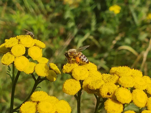 Gelbe Blumen Mit Biene Grünen Garten — Stockfoto