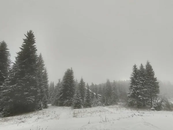 Karlı Güzel Kış Ormanı — Stok fotoğraf