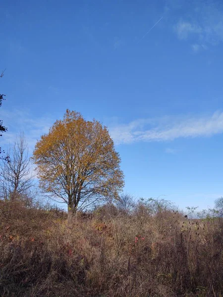 Wunderschöne Landschaft Mit Bäumen Und Blauem Himmel — Stockfoto