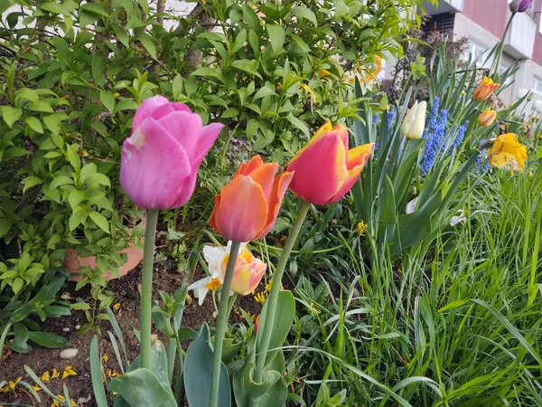 Piękne Tulipany Zielonym Ogrodzie — Zdjęcie stockowe