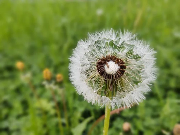 Fleur Pissenlit Sur Prairie Verte — Photo