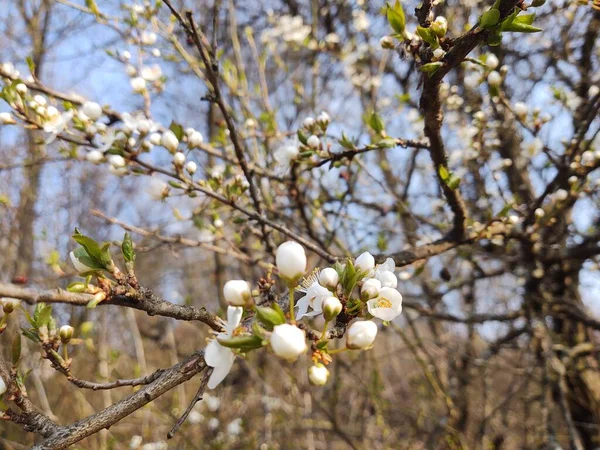 Vackra Blommor Blom Trã Grenar Ren Songen — Stockfoto