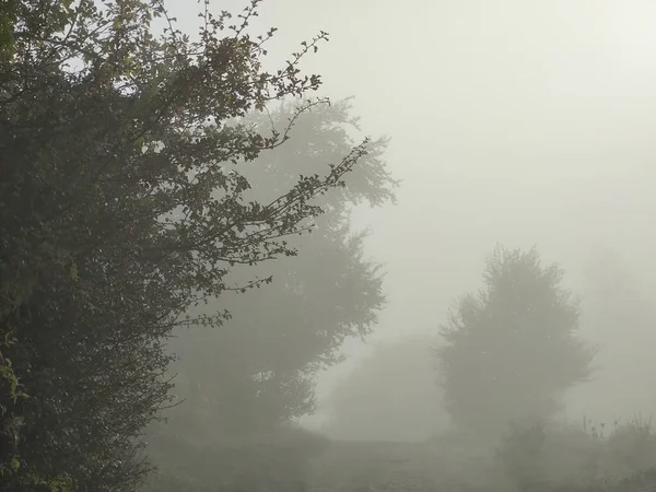 Foggy Matin Dans Forêt Avec Des Arbres — Photo