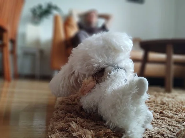 自宅でカーペットの上で毛皮の犬 — ストック写真