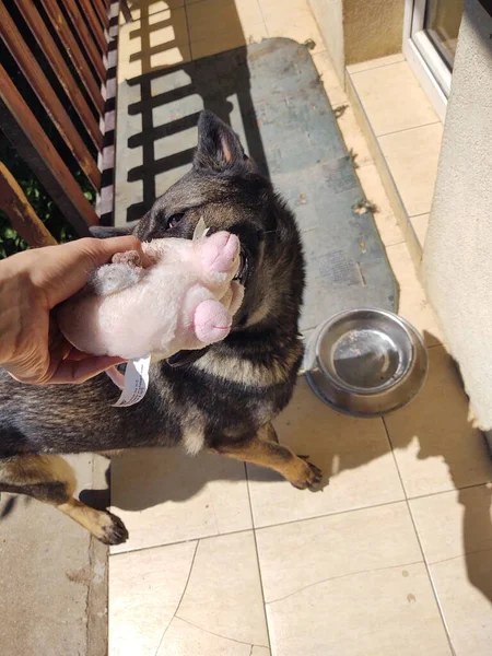 Cão Pastor Alemão Com Brinquedo Boca Perto Casa — Fotografia de Stock