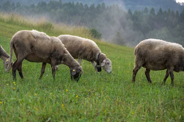 Mandria Pecore Pascolo Nel Prato Montagna — Foto Stock