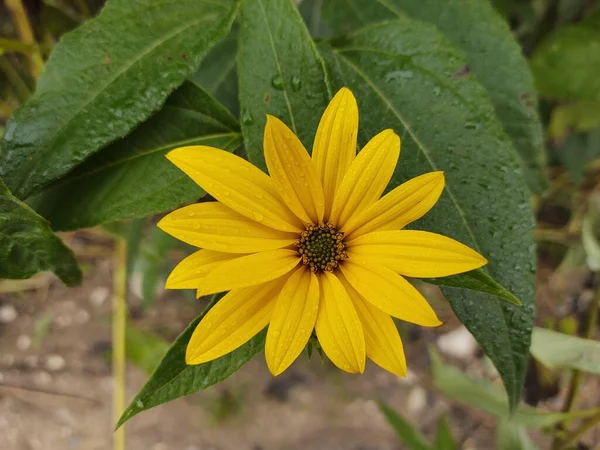 Żółty Kwiat Zielonym Ogrodzie — Zdjęcie stockowe