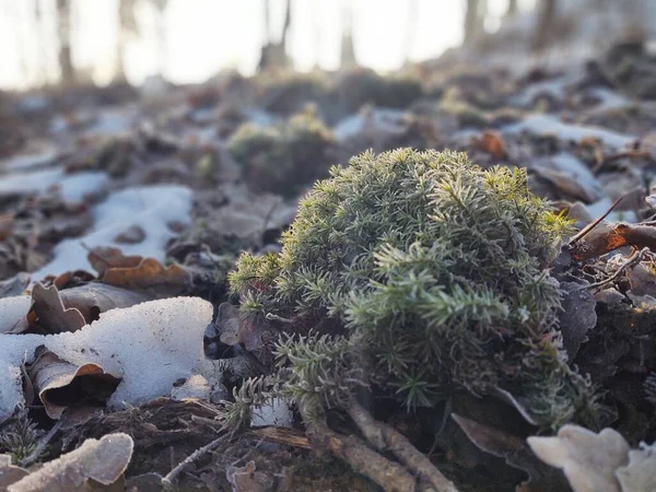 Karlı Güzel Kış Ormanı — Stok fotoğraf