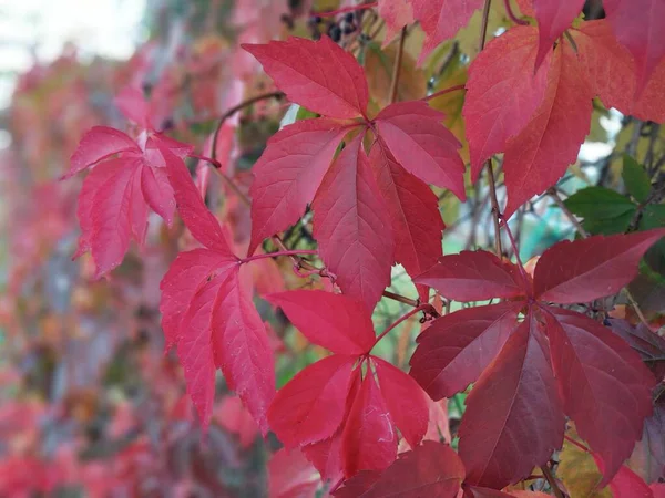 Autumn Leaves Fall Season Flora Background Close — Stock Photo, Image