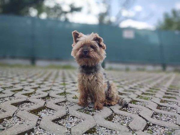 yorkshire terrier dog on the street
