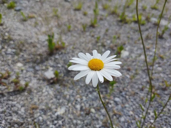 Százszorszép Fehér Virág Természetben — Stock Fotó