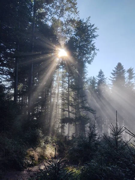 Hermoso Paisaje Con Bosque Montaña Sobre Fondo Naturaleza — Foto de Stock