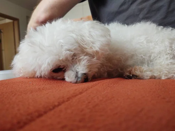 Χαριτωμένος Σκύλος Ξαπλωμένος Στον Καναπέ Στο Σπίτι — Φωτογραφία Αρχείου