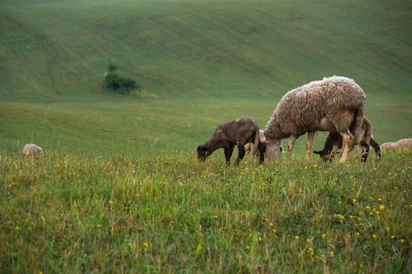 Mandria Pecore Pascolo Nel Prato Montagna — Foto Stock