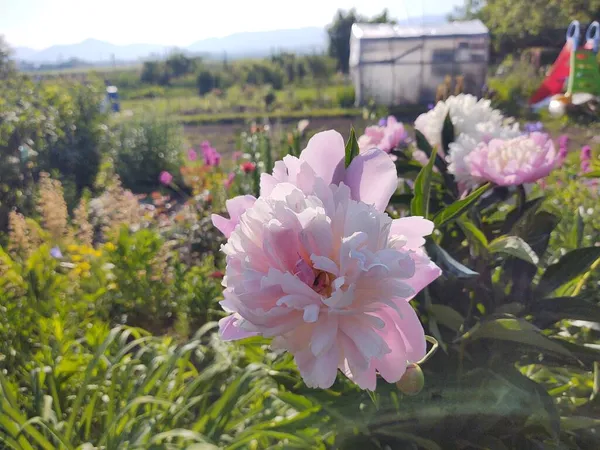 日当たりの良い庭の美しいピンクの花 — ストック写真