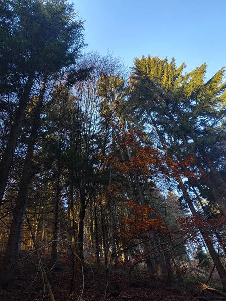 美丽的秋天山区森林 — 图库照片