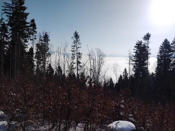 Krásná Horská Zimní Krajina Lesem — Stock fotografie