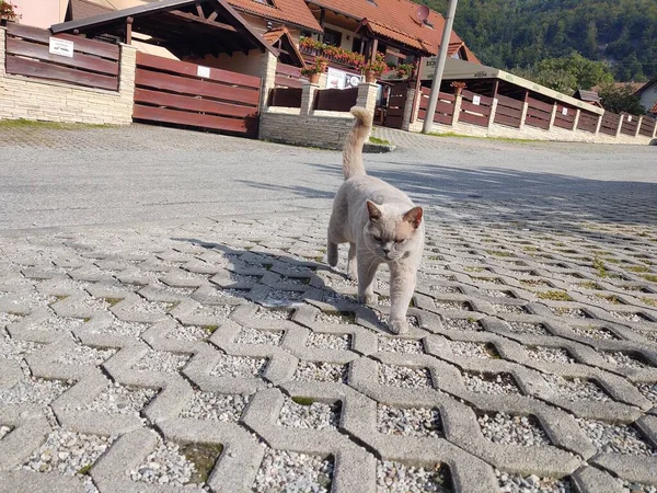 Gato Caminando Soleado Pueblo Europeo —  Fotos de Stock