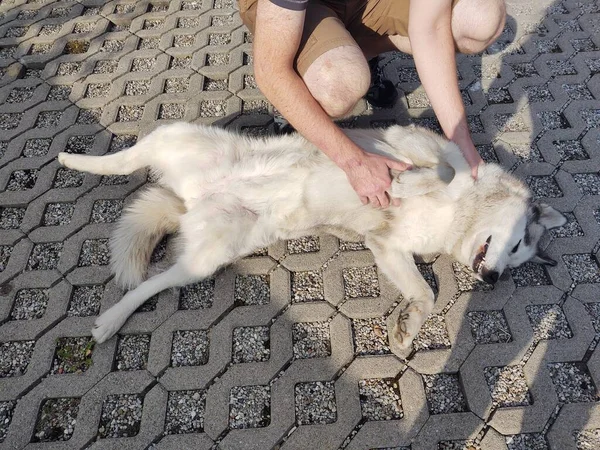 毛皮の犬を愛撫男 — ストック写真