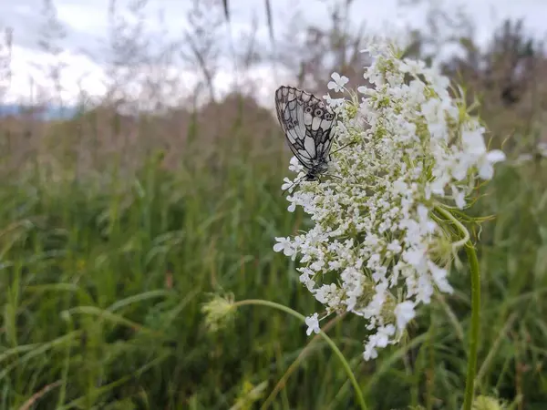 Fleurs Blanches Avec Papillon Sur Champ Vert — Photo