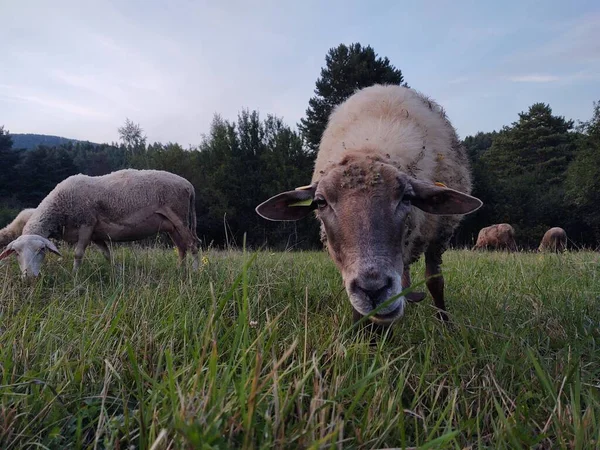 Stádo Ovcí Pasoucí Poli Přírodním Pozadí — Stock fotografie