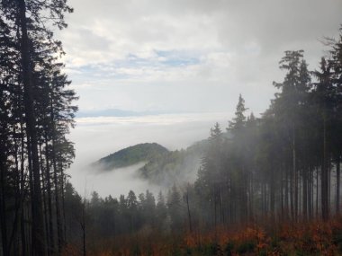 güzel dağ manzarası ile orman