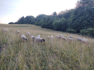Koyunlar çimenlerde otluyor doğa arka planında