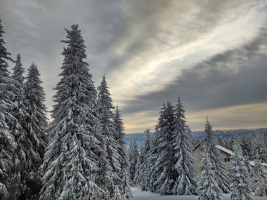 Karla kaplı ağaçlarla kaplı dağlarda güzel bir kış ormanı