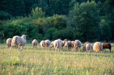 Dağ çayırlarında otlayan koyun sürüsü
