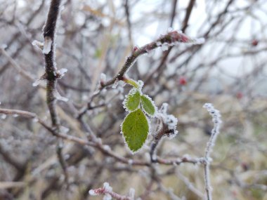 Ormandaki donmuş bitki dalları