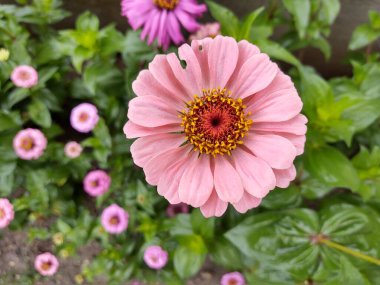 Yeşil bahçede güzel çiçekler