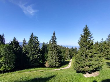 güzel dağ manzarası ile orman