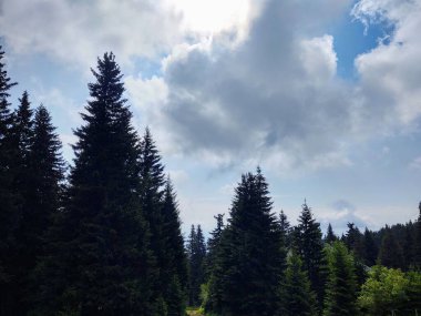 güzel dağ manzarası ile orman