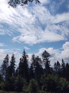 Doğanın arka planındaki ormanın güzel manzarası