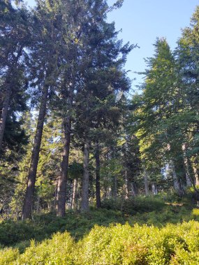 Doğanın arka planındaki ormanın güzel manzarası