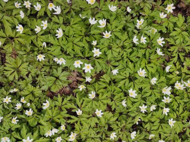 봄 숲에서 아름 다운 꽃