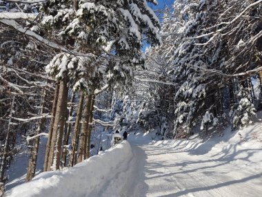 Kışın güzel karlı orman