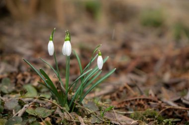 Bahar kardelen çiçek orman 