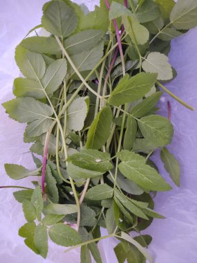 Mor arkaplanda yeşil yapraklar yığını 