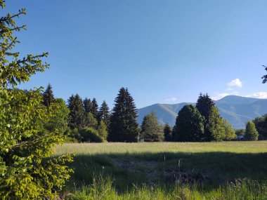 Güneşli bir günde ormanlı güzel bir manzara.