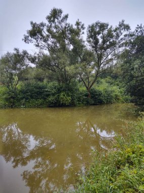 Gündüz vakti yeşil ormanda nehir