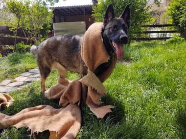 Alman çoban köpeği bahçede kumaşla oynuyor.
