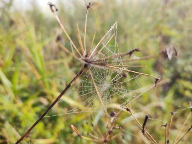 Bitkiyi örümcek ağıyla kapat